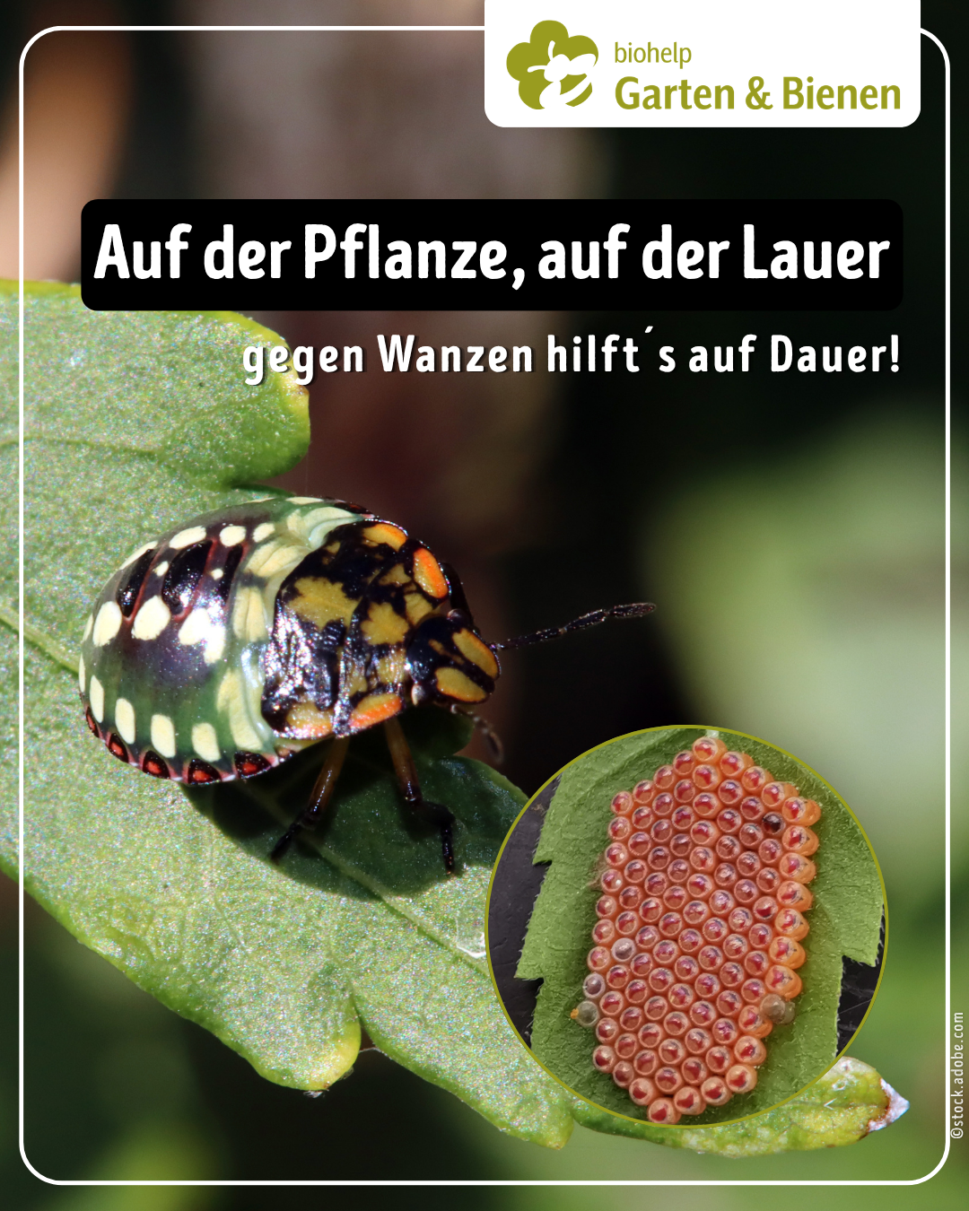 Instagram – biohelp Garten & Bienen