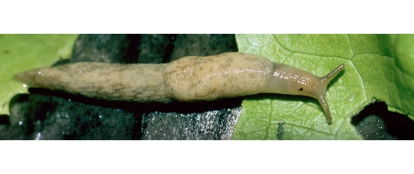 Nacktschnecken bekämpfen
