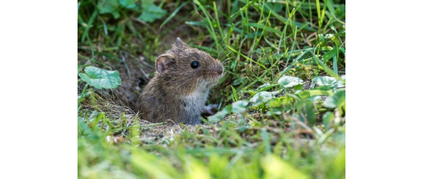 Wildtiere fernhalten