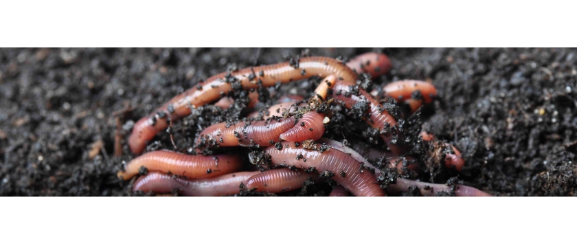 Wurmkompostierung