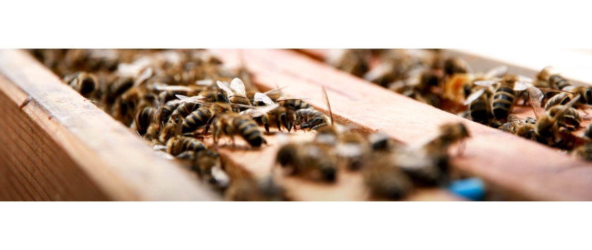 Varroa Sommerbehandlung