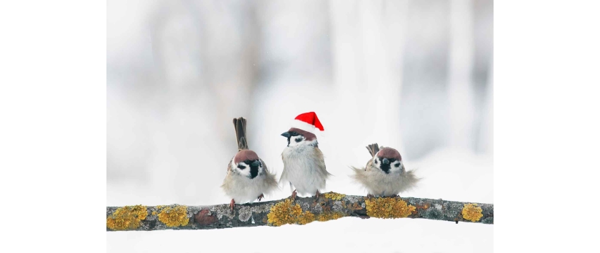 Weihnachtsgeschenke
