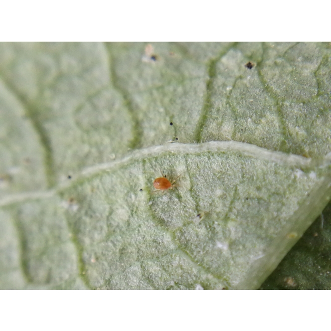 Phytomite - Raubmilben gegen Spinnmilben Streuware 2.000 Stk.