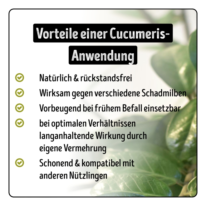 Cucumeris - Raubmilben gegen Thripse, Tee- & Erdbeermilben 10 Säckchen