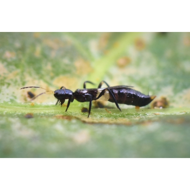 Vespi-Thrips - räuberischer Thrips gegen Schadthripse I 150 Stk.