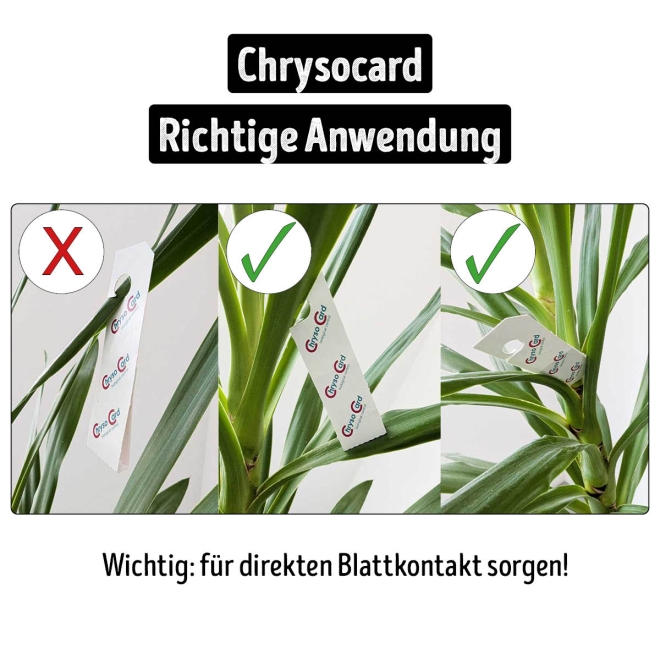 Chrysoperla - Florfliegeneier gegen diverse Schädlinge 1 ChrysoCard