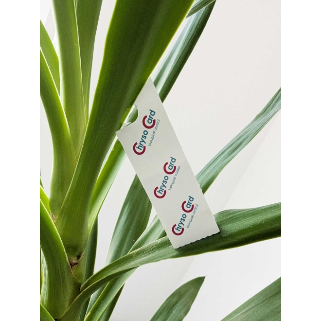 Chrysoperla - Florfliegeneier gegen diverse Schädlinge 1 ChrysoCard