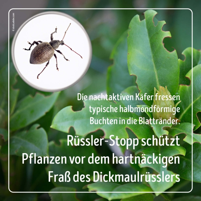 Rüssler-Stopp - HB-Nematoden gegen Dickmaulrüssler-Larven für 500 m²