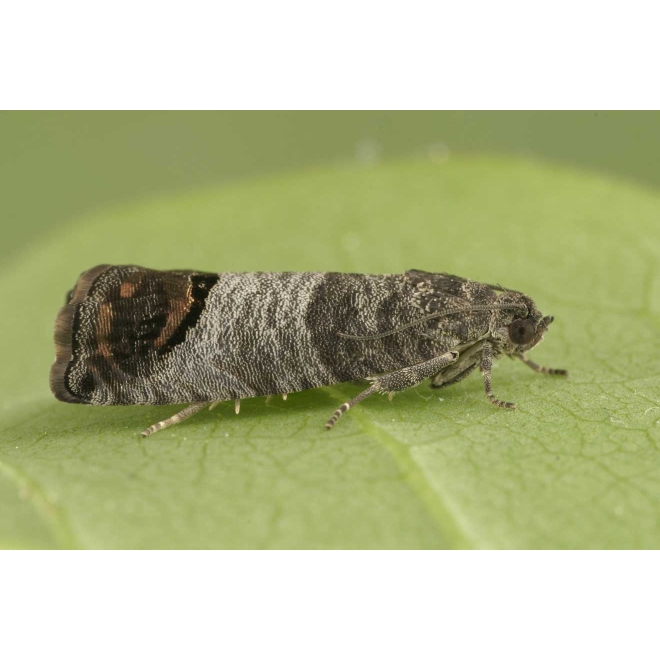 Apfelwickler Deltafalle - zur Befallsüberwachung des Apfelwicklers Set