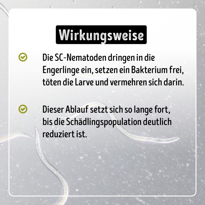 Nema-Stopp Nematoden geg. Maulwurfsgrillen, Wiesenschnaken, Erdraupen für 100m²