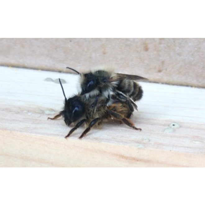 Wildbienen-Kokons Rote Mauerbiene I 30 Stk.