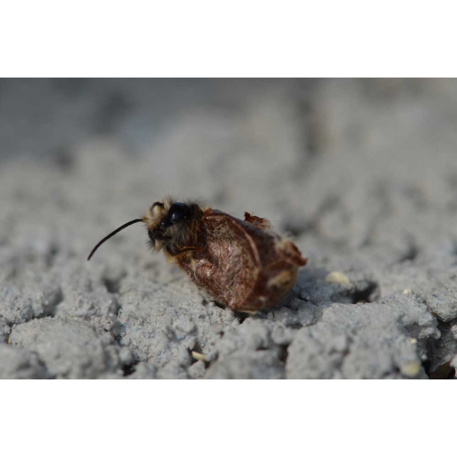 Wildbienen-Kokons Gehörnte Mauerbiene | 30 Stk.