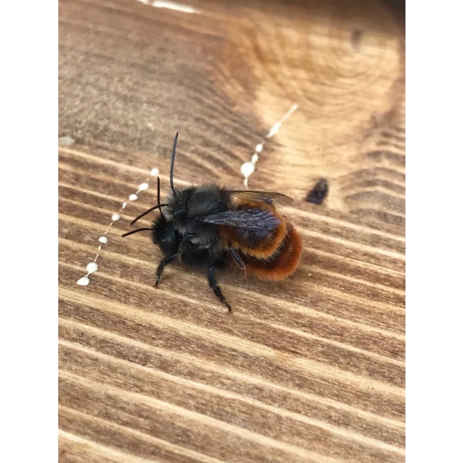 Wildbienen-Kokons Gehörnte Mauerbiene | 30 Stk.