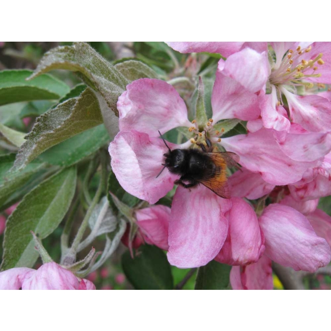 Wildbienen-Kokons Gehörnte Mauerbiene | 30 Stk.