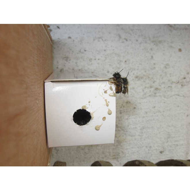 Wildbienen-Kokons Gehörnte Mauerbiene | 30 Stk.