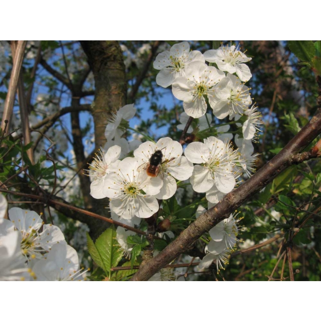 Wildbienen-Kokons Gehörnte Mauerbiene | 30 Stk.