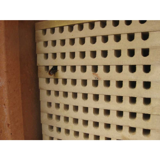 Wildbienen Nistblock | 100 Nistgänge