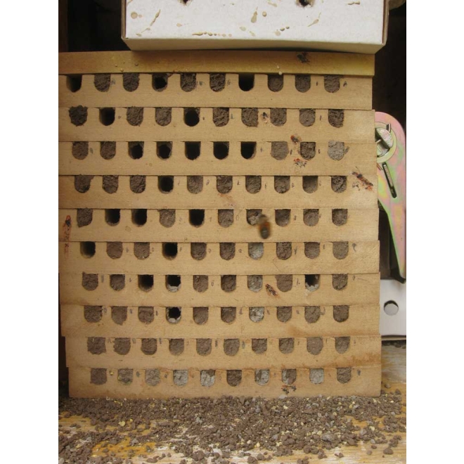Wildbienen Nistblock | 100 Nistgänge