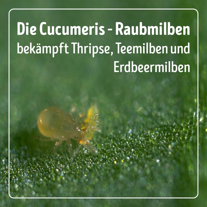Cucumeris - Raubmilben gegen Thripse, Tee- & Erdbeermilben 1 Säckchen
