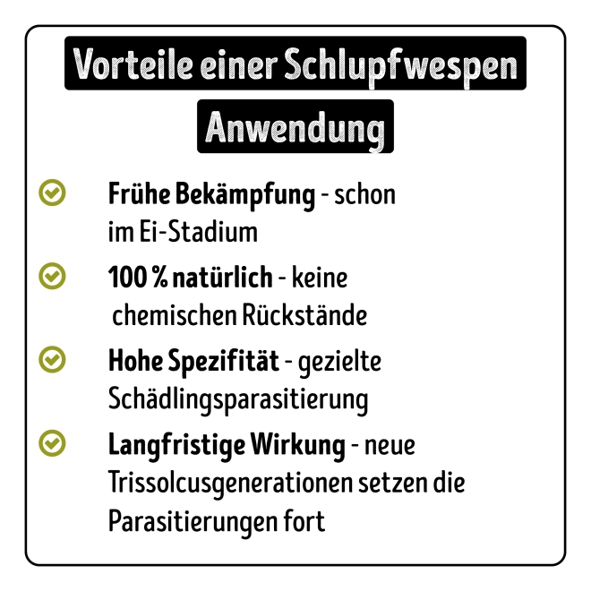 Trissolcus gegen Grüne Reiswanzen Kur á 50 Eier - für VERSAND
