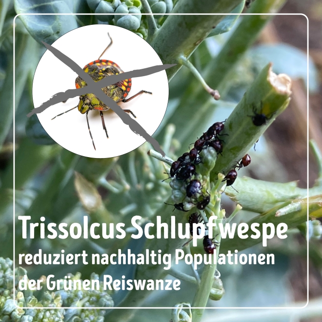Trissolcus gegen Grüne Reiswanzen