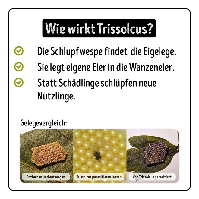 Trissolcus gegen Grüne Reiswanzen Kur á 50 Eier - für C&C ABHOLUNG