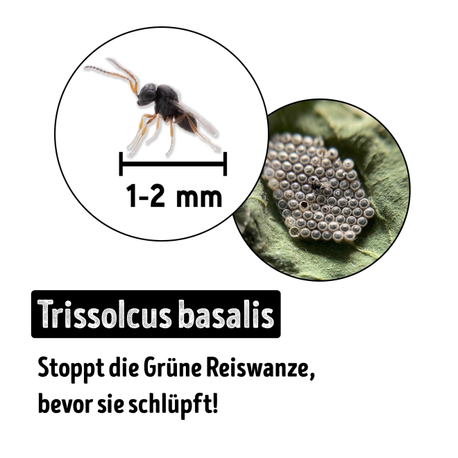 Trissolcus gegen Grüne Reiswanzen Kur á 200 Eier - für C&C ABHOLUNG