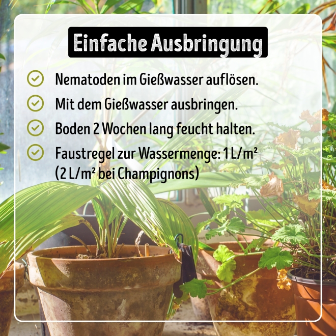 Larven-Stopp - SF-Nematoden gegen Trauermücken- & Thripslarven für 500 m²