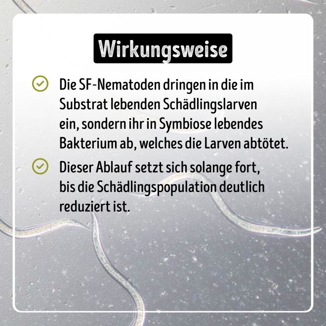 Larven-Stopp - SF-Nematoden gegen Trauermücken- & Thripslarven für 500 m²