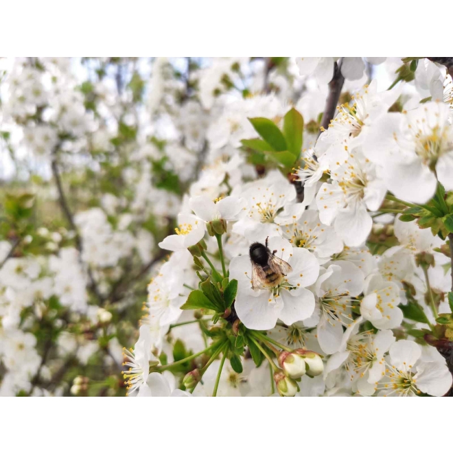 Kleiner Summer - Vorteilspaket für Mauerbienen