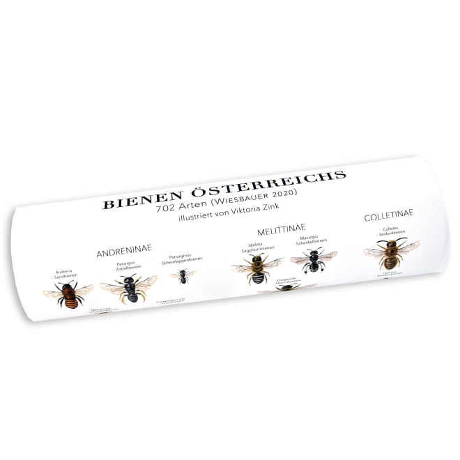 Illustrationen Bienen Österreichs- 44 Arten