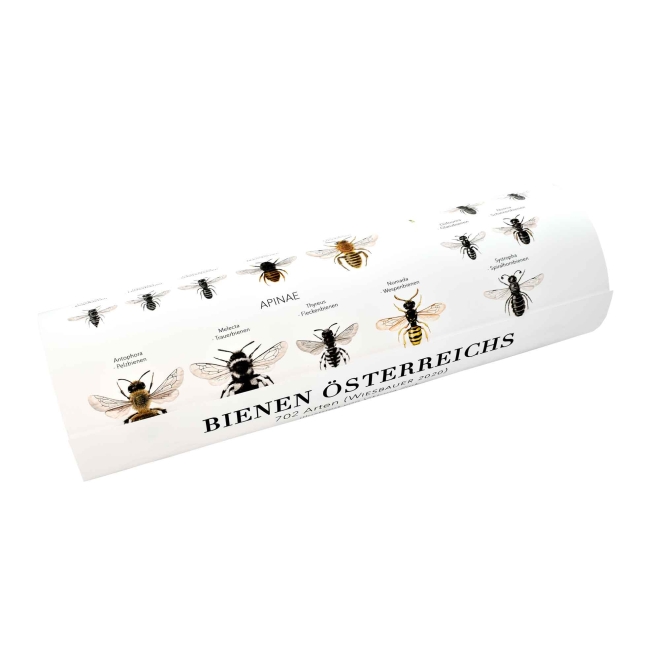 Illustrationen Bienen Österreichs- 44 Arten