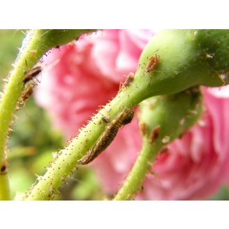 Chrysoperla - Florfliegen gegen Blattläuse, Thripse & Spinnmilben