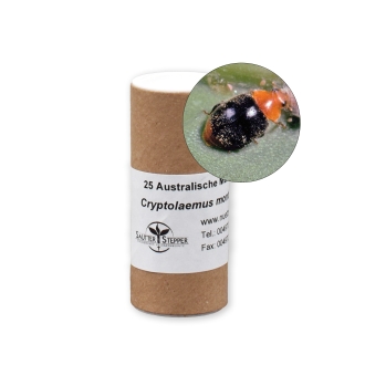 Cryptobug - Australische Marienkäfer gegen Wollläuse 25 Stk. adulte Käfer