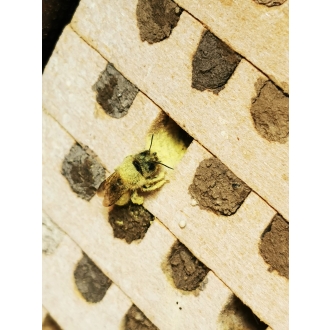 Bestäubungsstart - zur Erstansiedlung von Wildbienen