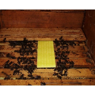 Thymovar - zur Varroa-Sommerbehandlung | 10 Plättchen