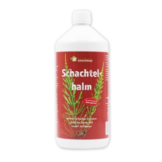 Schachtelhalm