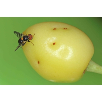 Maden-Stopp - Nematoden gegen Walnuss- & Kirschfruchtfliegen-Larven für 20 m²