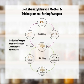 Schlupfwespen-Kur gegen Lebensmittelmotten á 4 Kärtchen = empfohlene Mindestmenge