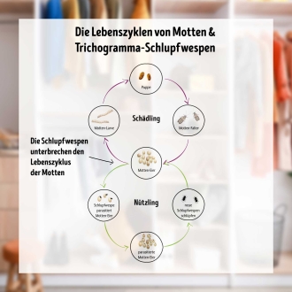 Schlupfwespen-Kur gegen Kleidermotten á 2 Kärtchen