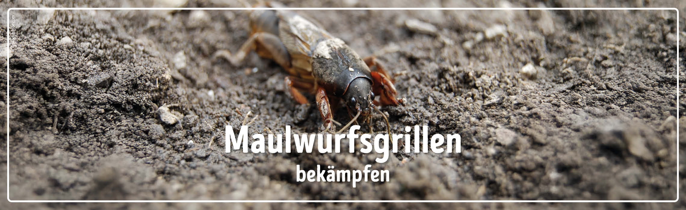 neues Silderelement 1