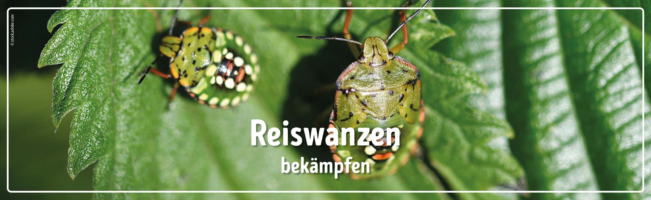 Reiswanzen bekämpfen