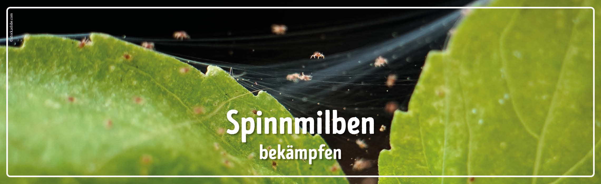 neues Silderelement 1