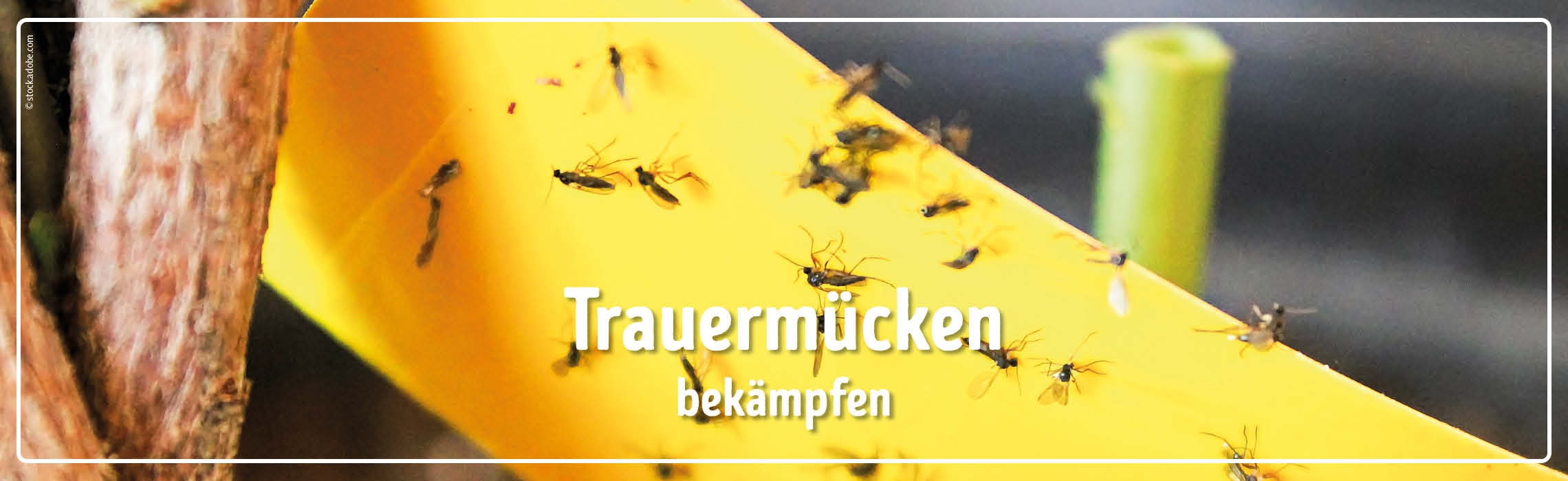 neues Silderelement 1