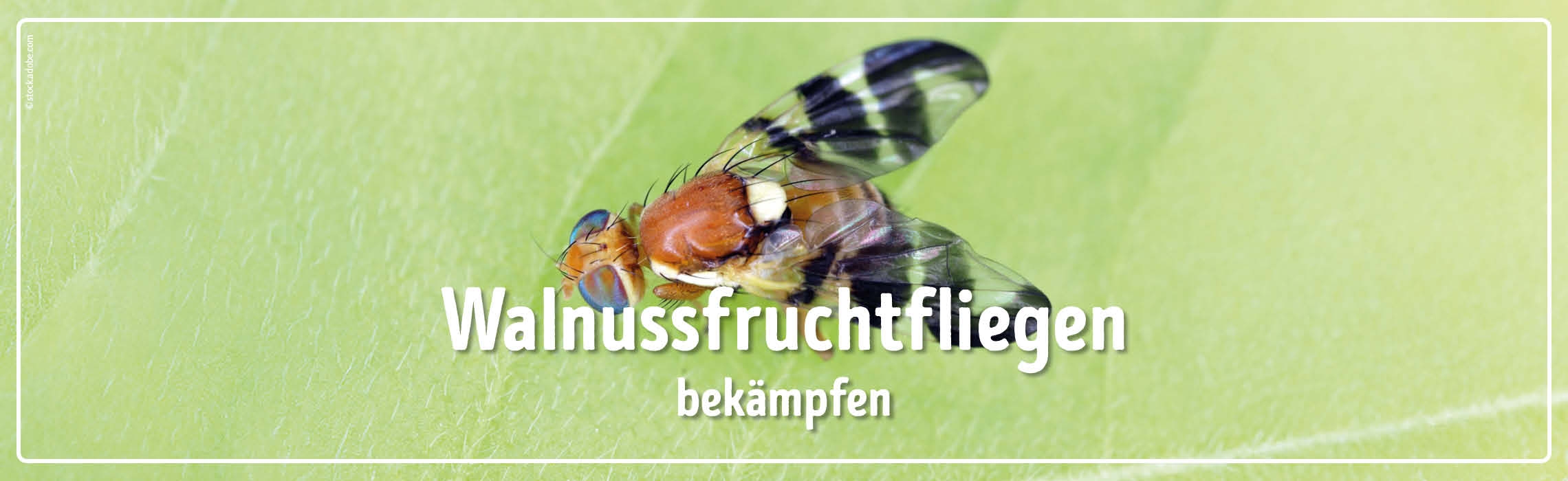 neues Silderelement 1