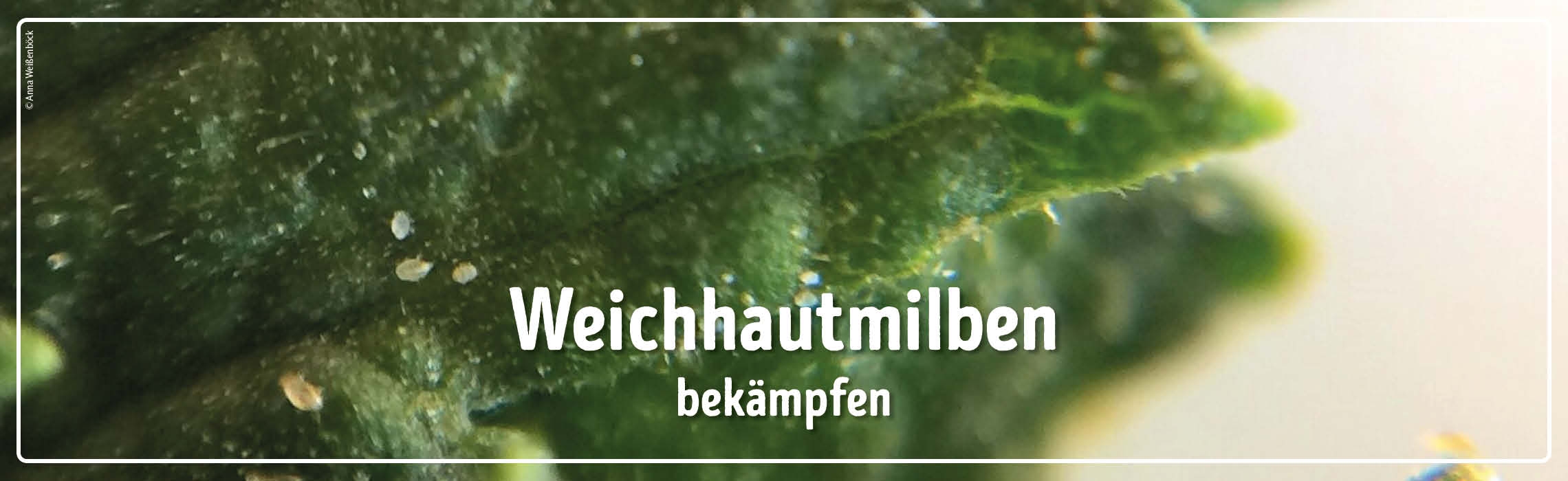 neues Silderelement 1