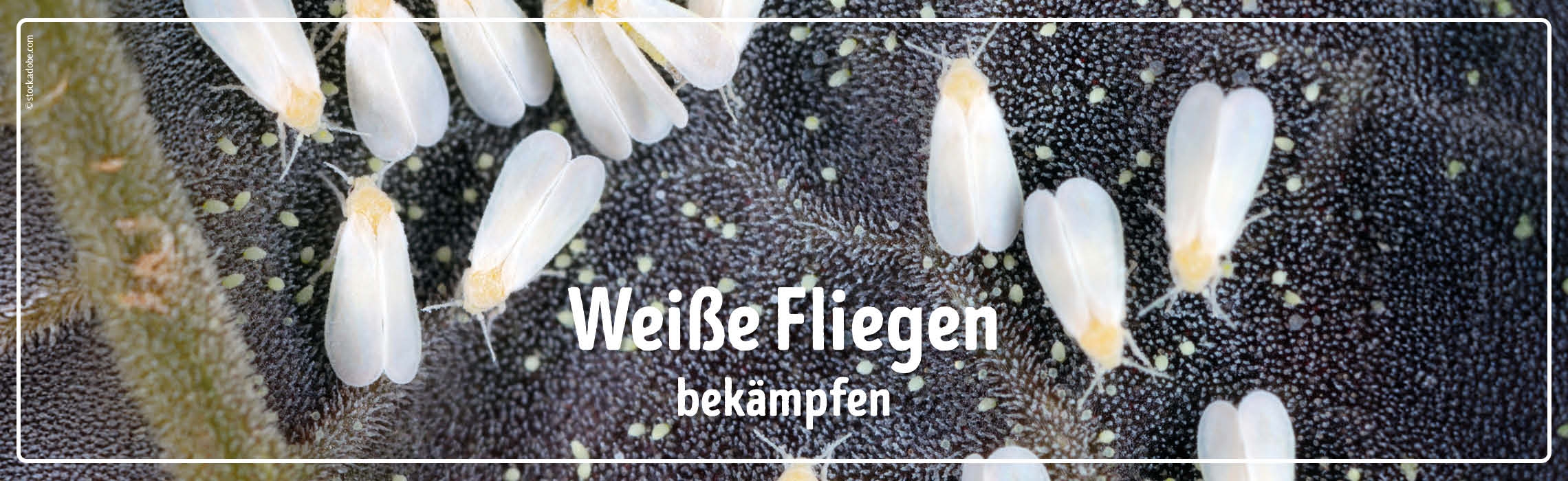 neues Silderelement 1